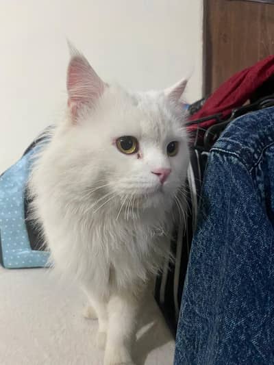 male Persian cat ,triple coated ,with Turkish Andorra face.