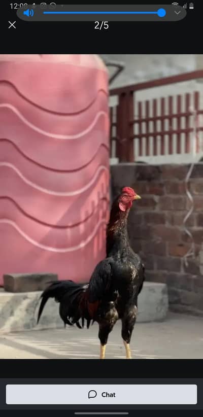 CONTACT MY WHATSAPP NO 03180039211