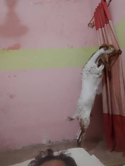 I am selling my beautiful makha cheeni bakri