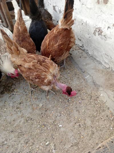 Dasi murgi for sale. 15. . 16. . 17. . . 1800 Gam ki ha . cnt num 03049913039