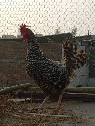 Dasi murgi for sale. 15. . 16. . 17. . . 1800 Gam ki ha . cnt num 03049913039