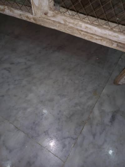 java , diamond dove,budgies for sale