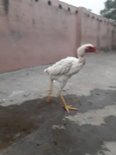 Japanese shamo check availability best quality