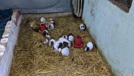 Guinea pigs/English cavies & hamster