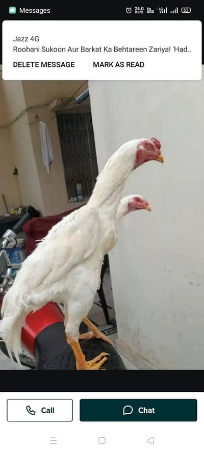 Paper white murga pair for sale only WhatsApp number 0326/87/50/738