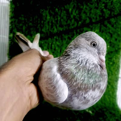 Perwazi plus Breeder kabutar