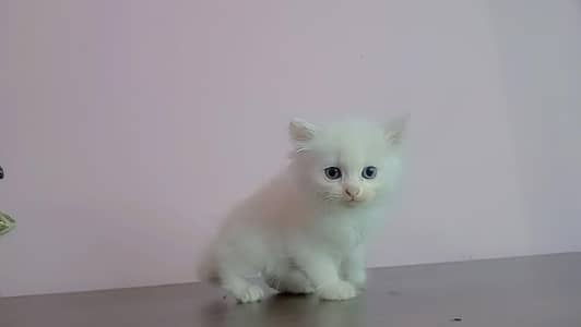 cute kittens  for sale in cheap price