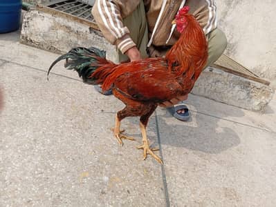 Lassani 2 madiya high quality or aik peela murga age 1 year