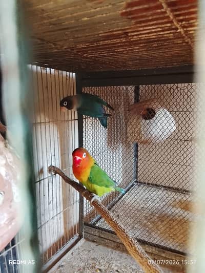 Love birds for sell. . .