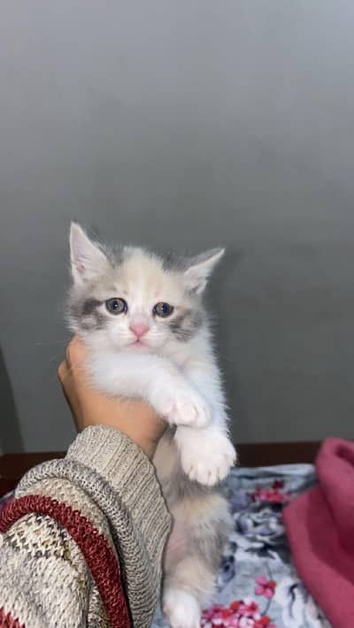 pure person cat kittens for sale