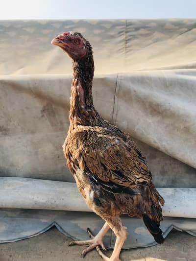 aseel old bloodline female. . 03074327731