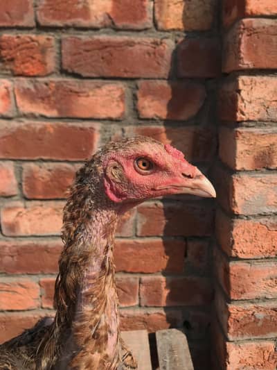 aseel old bloodline female. . 03074327731