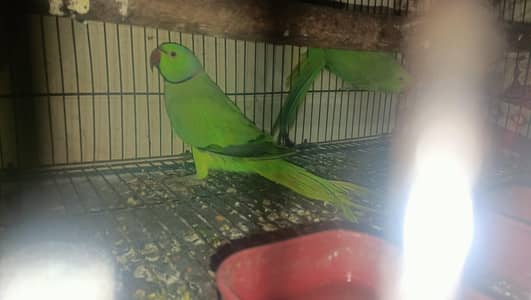 parrot sale