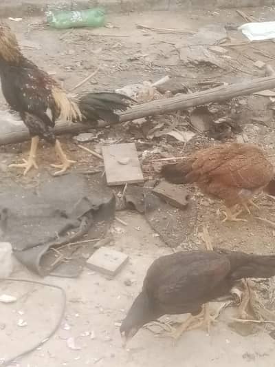 aseel 2 femail egg ling 1 mail