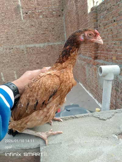 one aseel morga ,3 aseel morgiyan and one dasi morgi