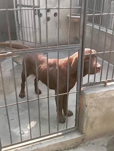 Labrador chocolate female