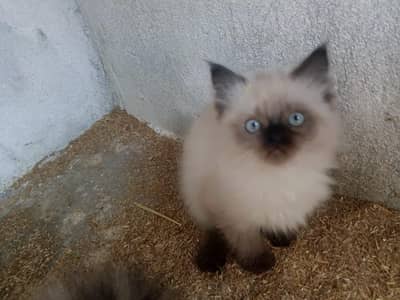 saemise persian female