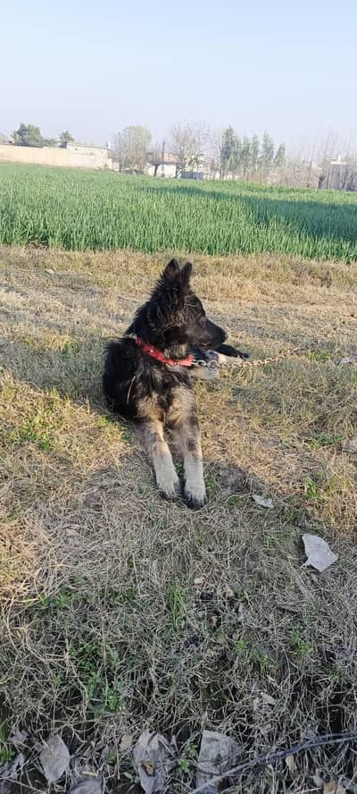German shepherd  age 5 month
