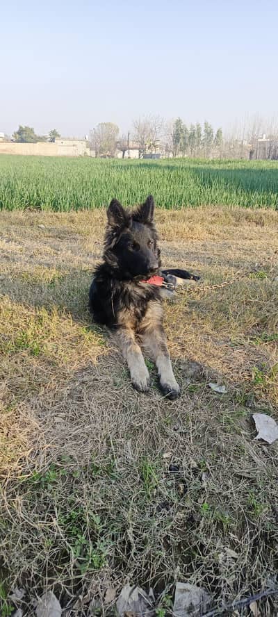 German shepherd  age 5 month