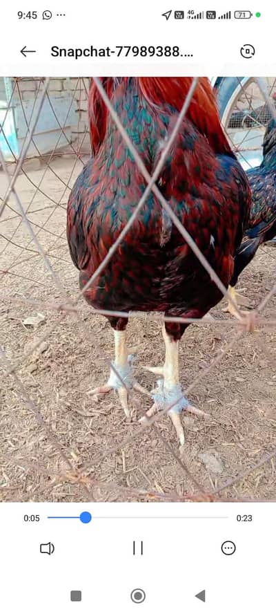 pure amhora blood line