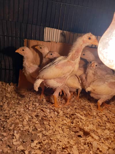 White oh shamo chicks Denmark Blood line