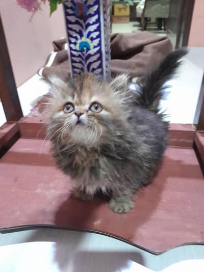 Persian cat two month old  active cat