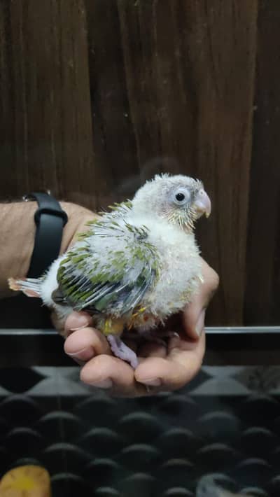 Pineapple Conure Chick Sale Hand  Feed