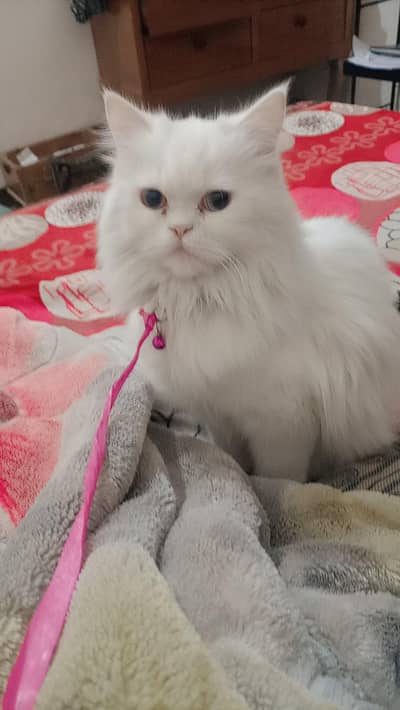 male Persian cat