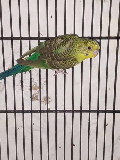 King size black wing