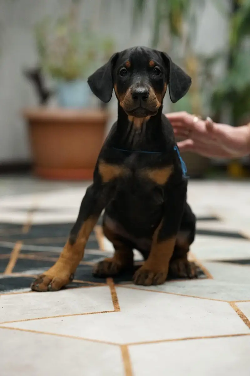doberman