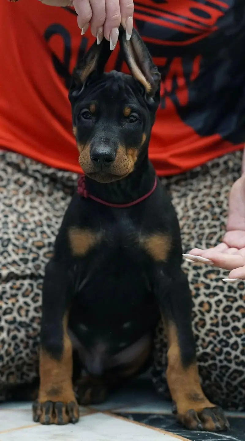 doberman — photo 2
