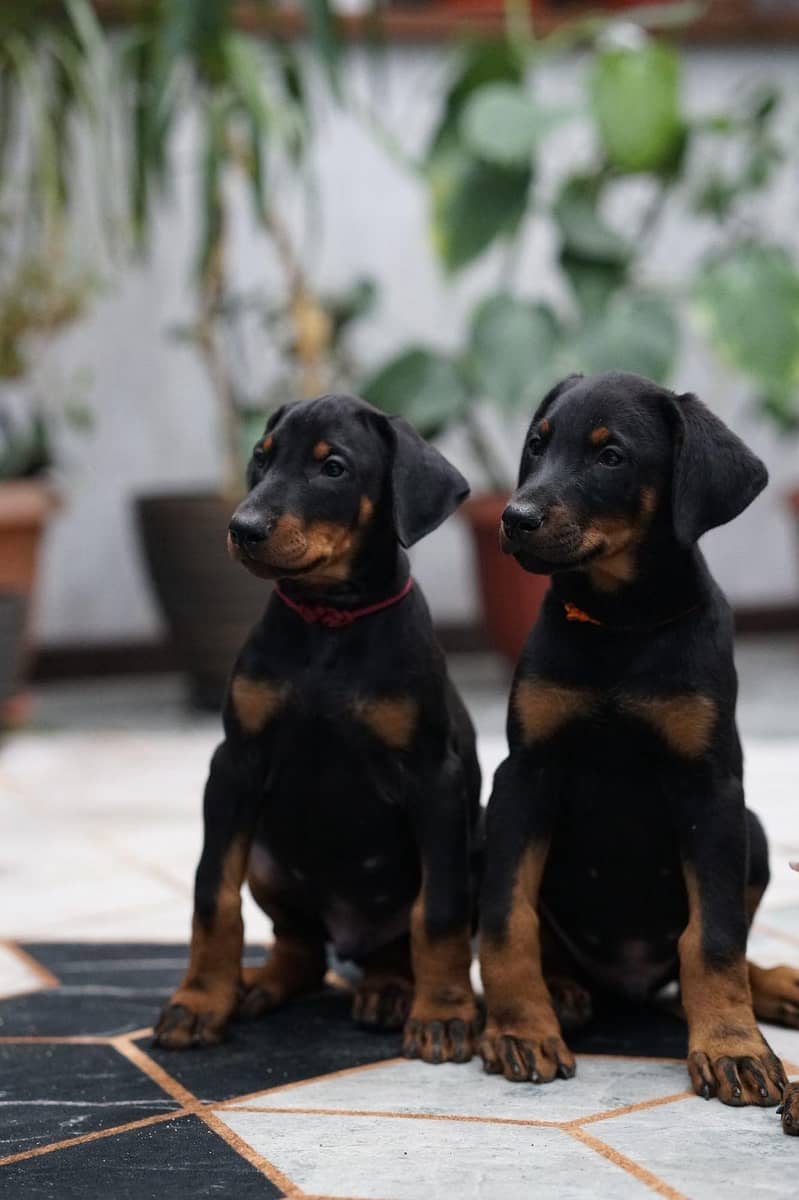 doberman 2