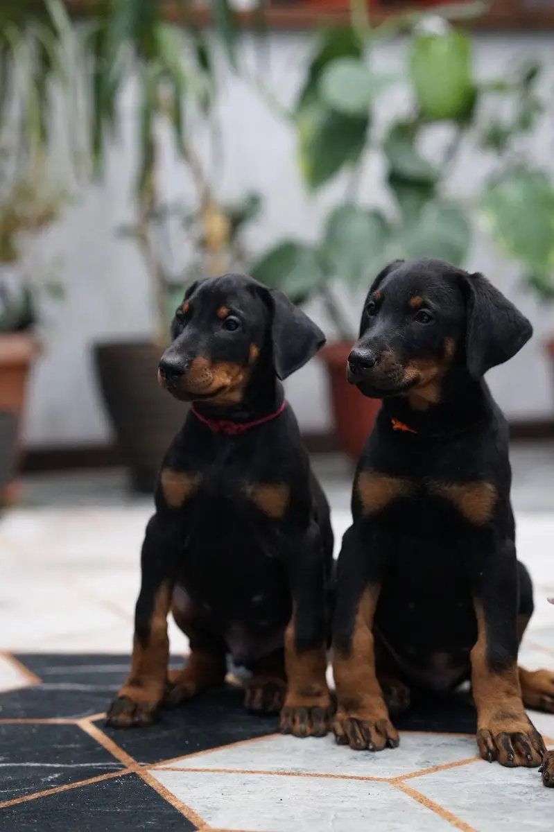 doberman — photo 3