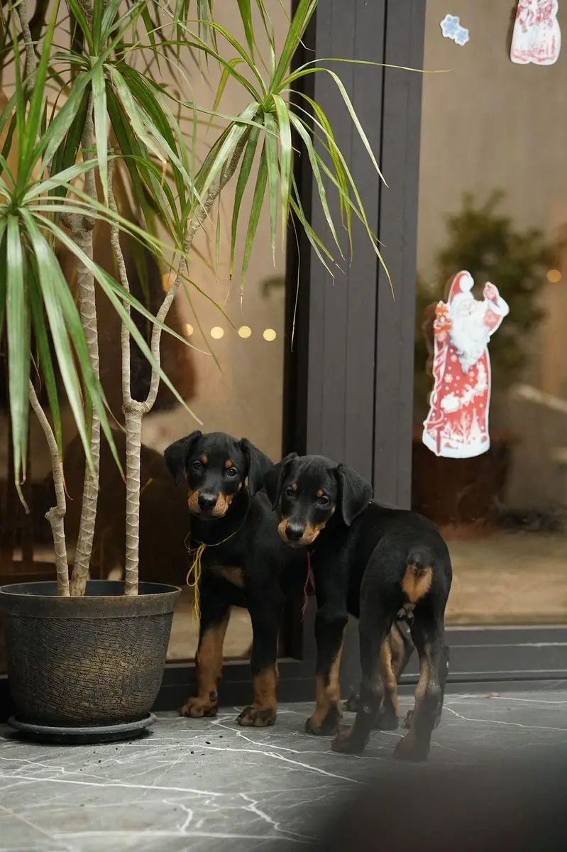 doberman — photo 4