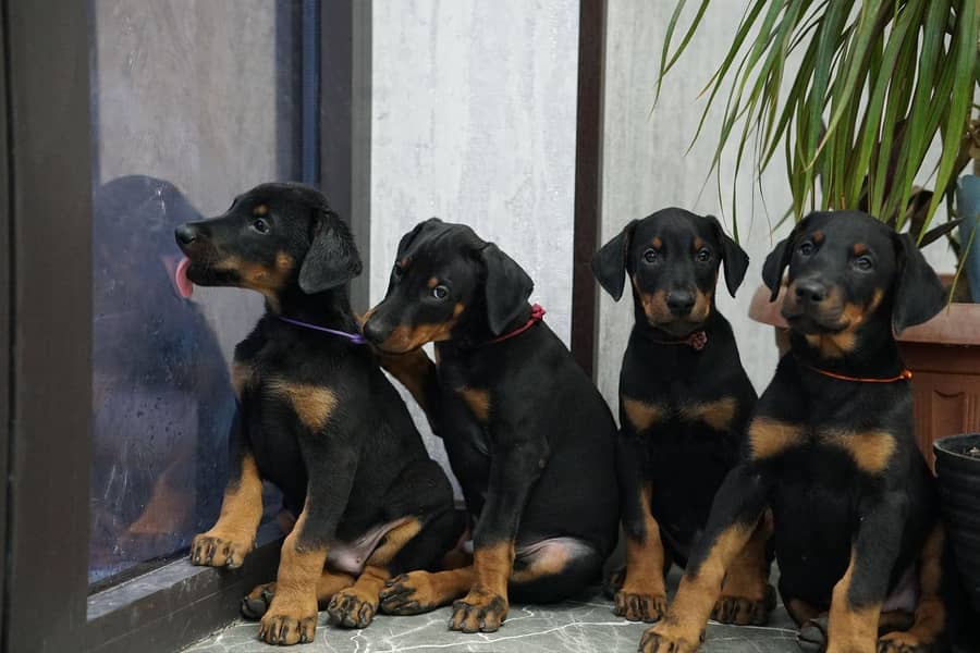 doberman 4