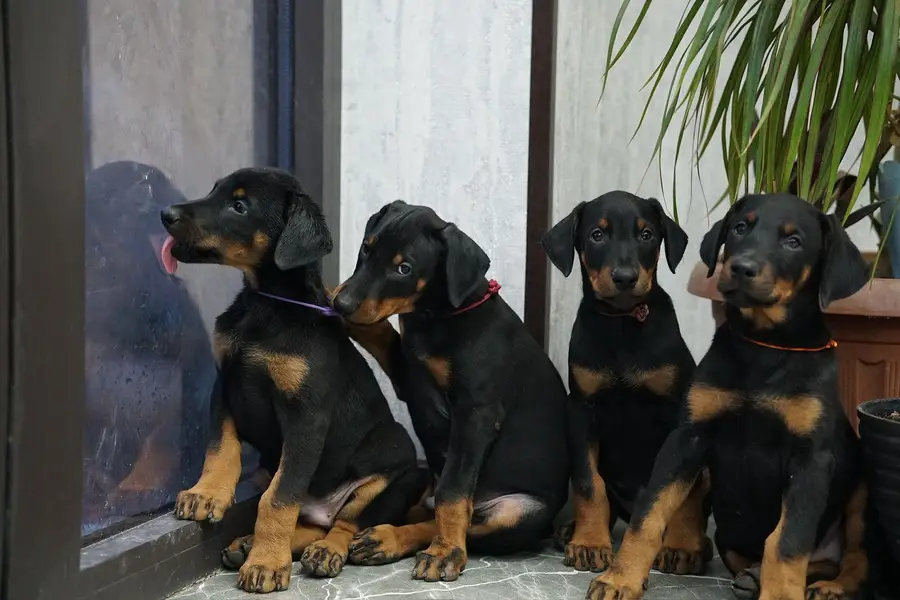 doberman — photo 5