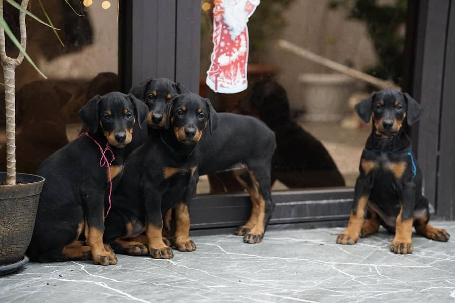 doberman 5