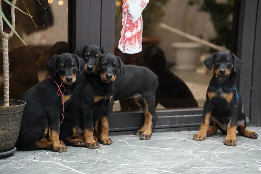 doberman — photo 6