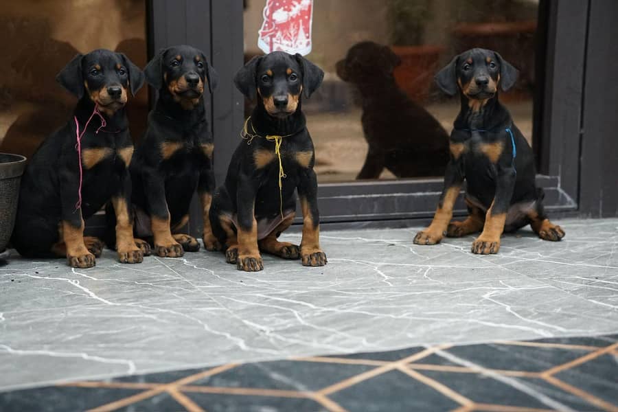 doberman 6