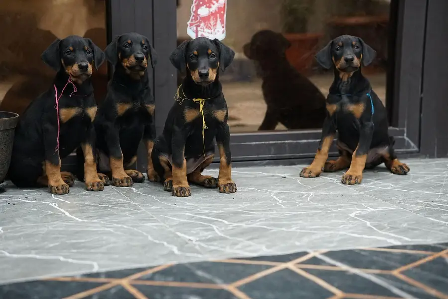 doberman — photo 7