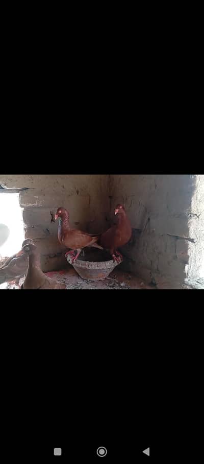 Red Danish /swallo breeder pair/Black tail laky / white frill