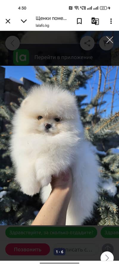 Pomeranian