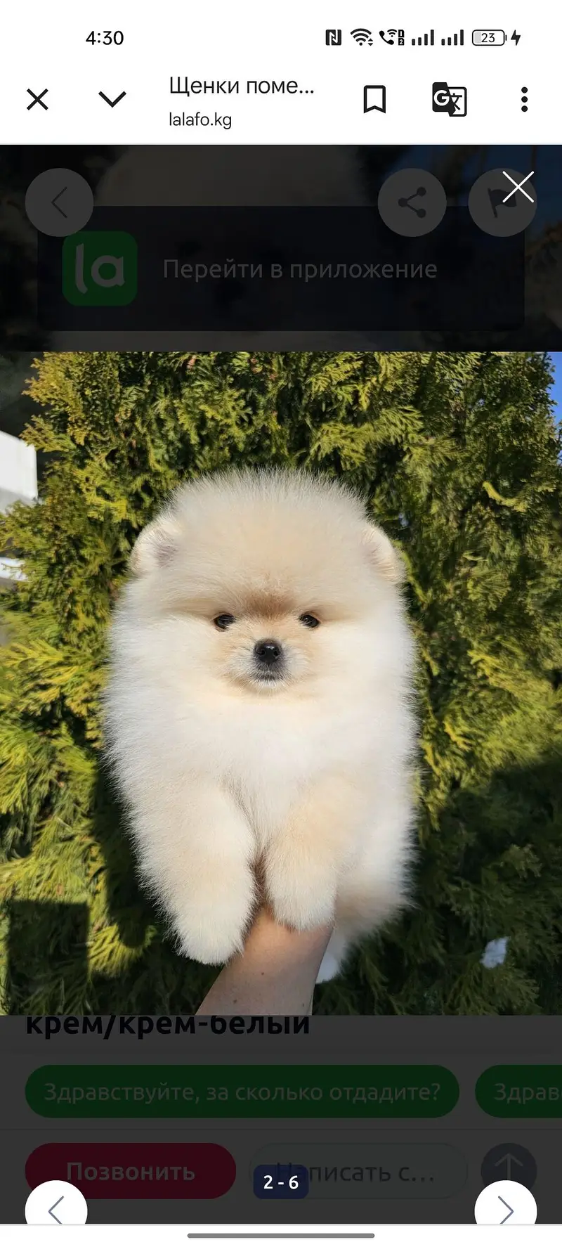 Pomeranian — photo 2