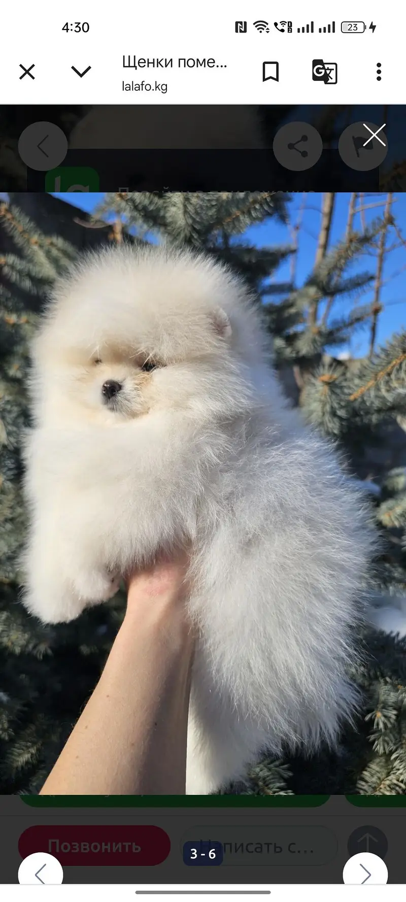 Pomeranian — photo 3