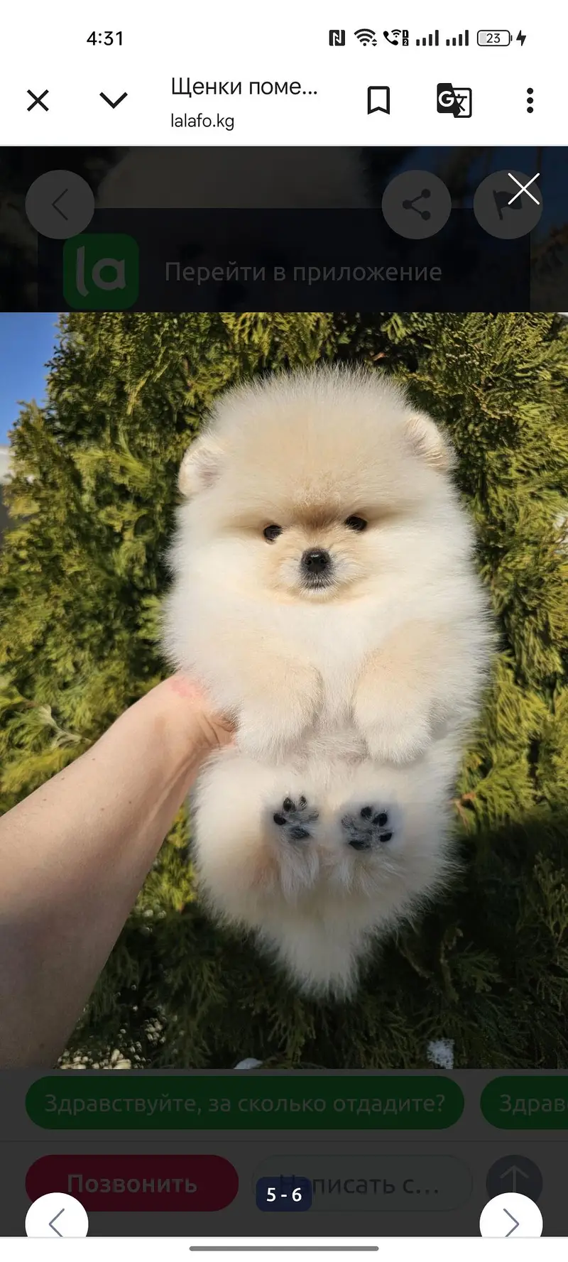 Pomeranian — photo 4