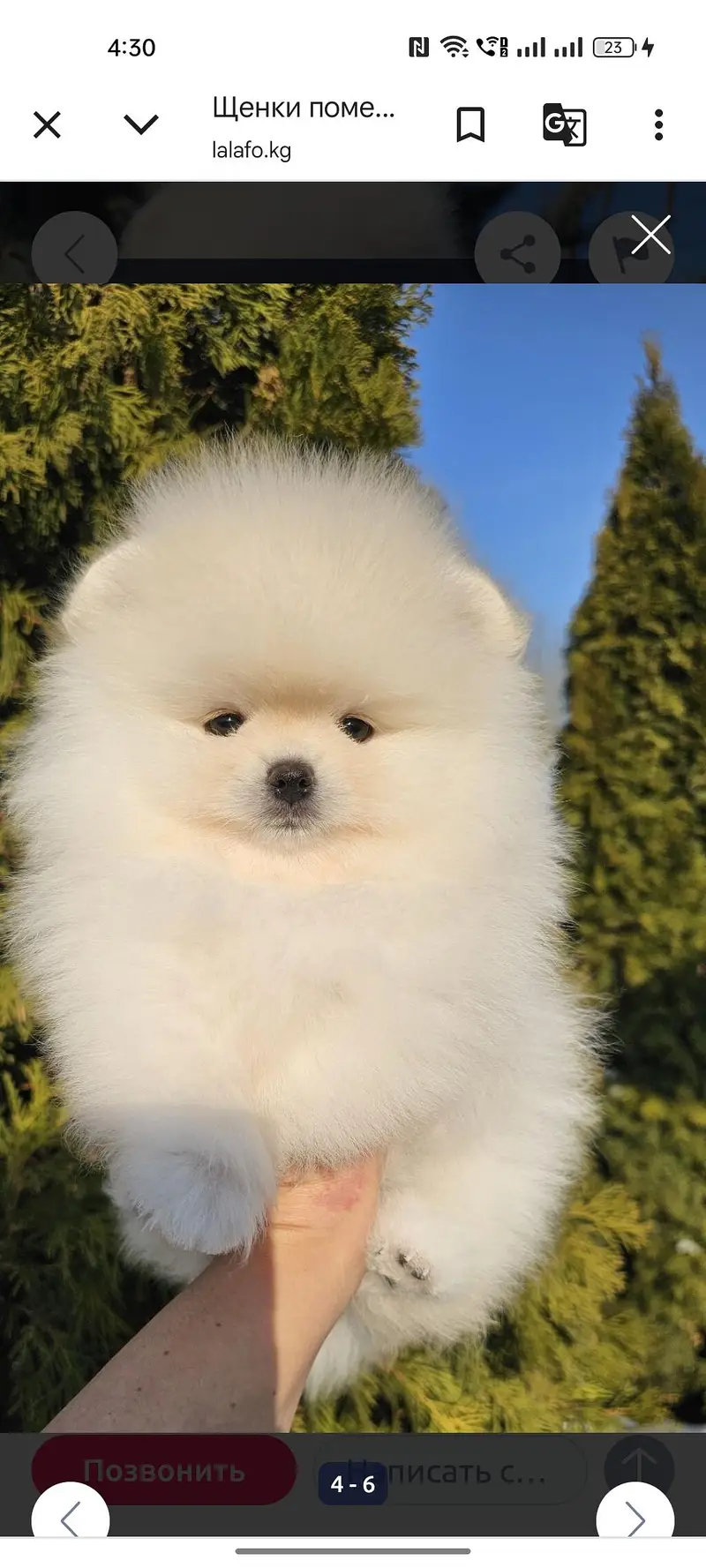 Pomeranian — photo 5