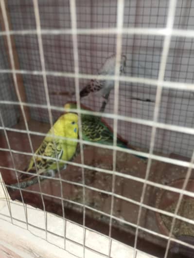 exebition parrot Australian and 1 male