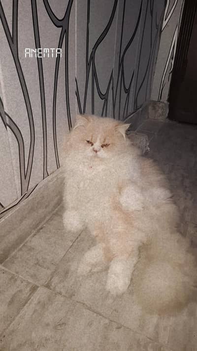 peke face persian cat with accessories