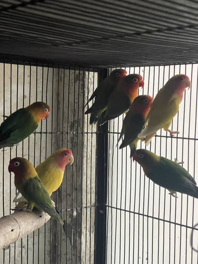 Love birds