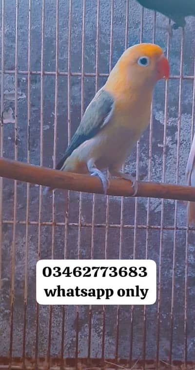 Violet Parblue Opline split ino for Lutino and Creamino opline working